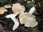 Májusi pereszke (Calocybe gambosa), Budai-hegység. Lisztszagú, húsa kemény, de törékeny, a tönkben szálas